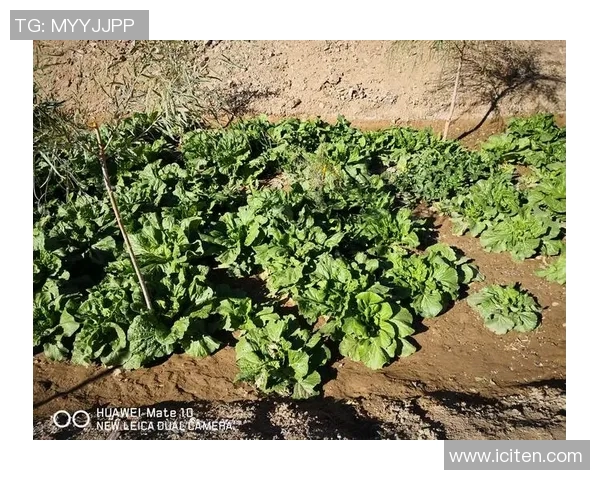 深度对话：刘娜在CSGO世界中的成长与挑战之路